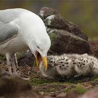 Buy canvas prints of Gull and Chicks by lee wilce