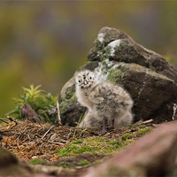 Buy canvas prints of Gull Chick by lee wilce