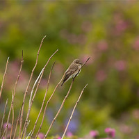 Buy canvas prints of Spotted Flycatcher by lee wilce