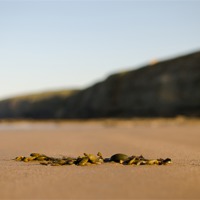 Buy canvas prints of Seaweed by lee wilce