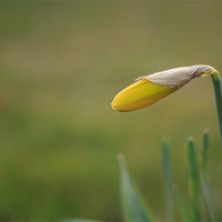 Buy canvas prints of Unopened Daffodil Green Background by Phillip Orr