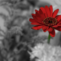 Buy canvas prints of Red Flower Colour Pop by Phillip Orr