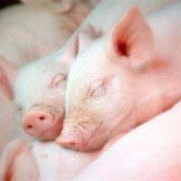 Buy canvas prints of Sleeping  piglets by christopher darmanin