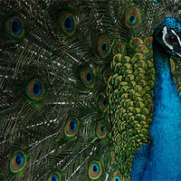 Buy canvas prints of Peacock display by christopher darmanin