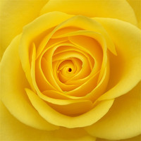 Buy canvas prints of Yellow rose by christopher darmanin