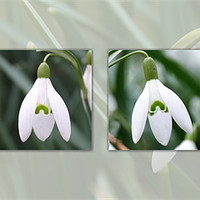 Buy canvas prints of Snowdrops Composite by christopher darmanin