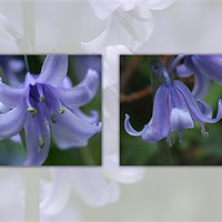 Buy canvas prints of bluebells composite by christopher darmanin