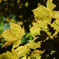 Buy canvas prints of Olive coloured leaves by christopher darmanin