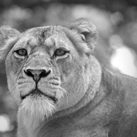 Buy canvas prints of  lioness 001 by christopher darmanin