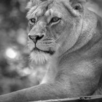 Buy canvas prints of  lioness 002 by christopher darmanin