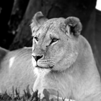 Buy canvas prints of  Lioness 003 by christopher darmanin