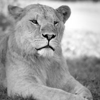 Buy canvas prints of  lioness 004 by christopher darmanin