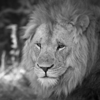Buy canvas prints of  Lion by christopher darmanin