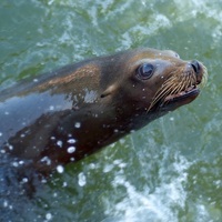 Buy canvas prints of Sealion by christopher darmanin