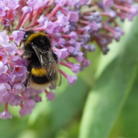 Buy canvas prints of Bumble Bee on Buddleia by Jez Mouncer
