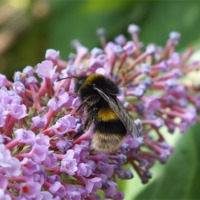 Buy canvas prints of Bumble Bee on Buddleia feed by Jez Mouncer