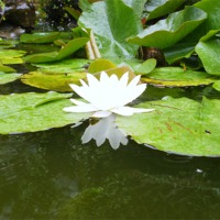 Buy canvas prints of Lily Flower in Pond by Jez Mouncer