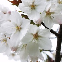 Buy canvas prints of Cherry Blossom by Jez Mouncer
