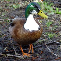Buy canvas prints of Watching you Mallard by Jez Mouncer