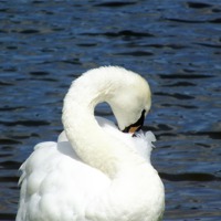 Buy canvas prints of S for Swan by Jez Mouncer