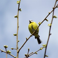 Buy canvas prints of Focused Tit by Jez Mouncer