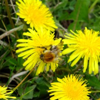 Buy canvas prints of It Bee Yellow by Jez Mouncer