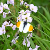 Buy canvas prints of Orange Tip Butterfly by Jez Mouncer