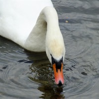 Buy canvas prints of Swan Feeder by Jez Mouncer
