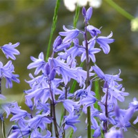 Buy canvas prints of Bluebell by Jez Mouncer