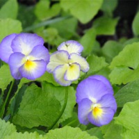 Buy canvas prints of Pansy by Jez Mouncer