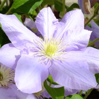 Buy canvas prints of Clematis by Jez Mouncer