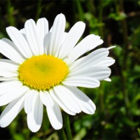 Buy canvas prints of Giant Daisy by Jez Mouncer