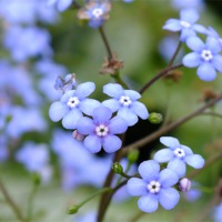 Buy canvas prints of Water Forget-Me-Not by Jez Mouncer