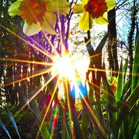 Buy canvas prints of rays of sunshine by  
