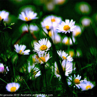 Buy canvas prints of the daisies by  