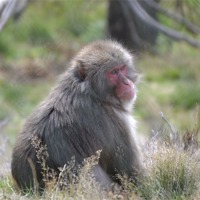 Buy canvas prints of The Snow Monkey. by  