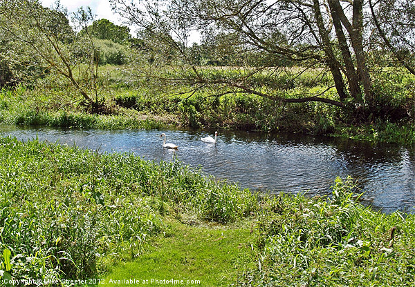 Swans on the Stour Picture Board by Mike Streeter