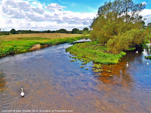 Swans on the Stour 2 Picture Board by Mike Streeter