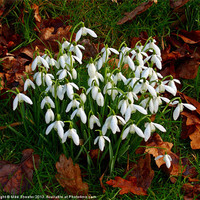 Buy canvas prints of Snowdrops by Mike Streeter