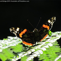 Buy canvas prints of Admiral Butterfly by David Bridge