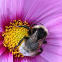Buy canvas prints of Bumble Bee on Purple Flower by David Bridge