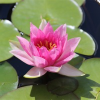 Buy canvas prints of Floating Pink Water Lilly by David Bridge