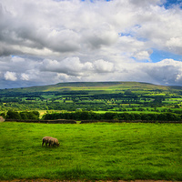 Buy canvas prints of  Green Green Grass Of Home Yorkshire. by Marie Castagnoli