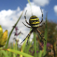 Buy canvas prints of  A Wasp Spider  by Marie Castagnoli