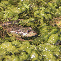 Buy canvas prints of   Two Marsh Frogs by Marie Castagnoli