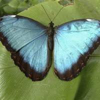 Buy canvas prints of  Blue Morpho Butterfly by Marie Castagnoli