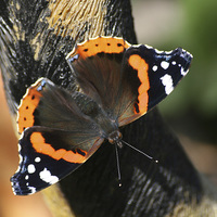 Buy canvas prints of  The Red Admiral by Marie Castagnoli