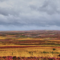 Buy canvas prints of  The Heatherly Moors by Marie Castagnoli