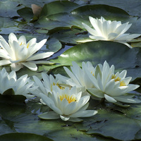 Buy canvas prints of  Water Lily's by Marie Castagnoli