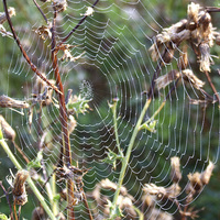Buy canvas prints of  Spiders Web by Marie Castagnoli